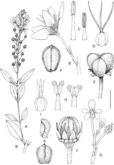 galphimia gracilis floral diagram